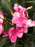 Nerium Oleander mediterrane Blütenpracht in weiss oder rosa
