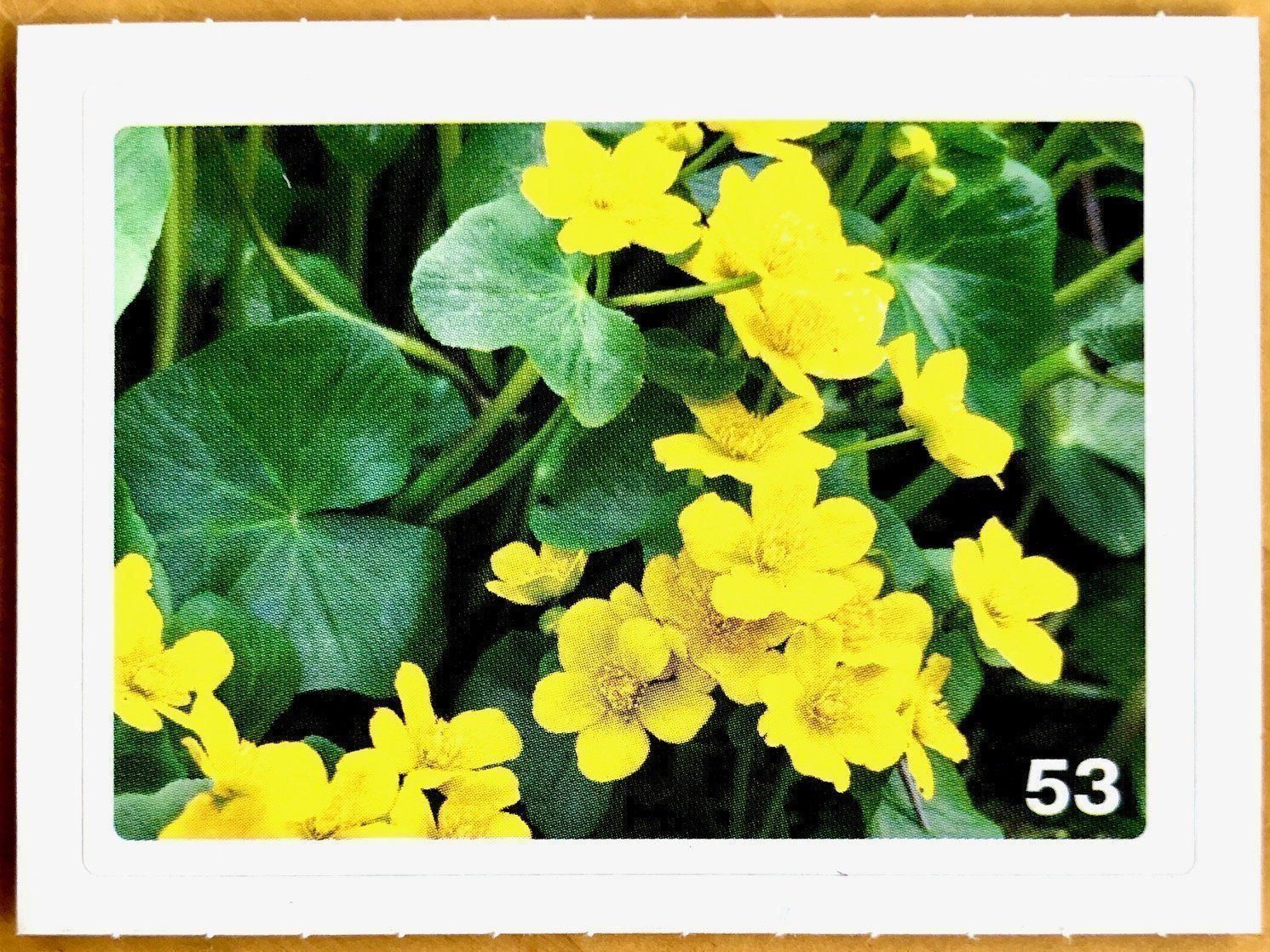 Migros Carte collezionabili: Migros Nature Detectives - Bild Nr. 53 – Nuovo (secondo la descrizione) da Oberrieden venduto da Zimmerberg10