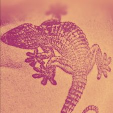 Profile image of Gecko-66