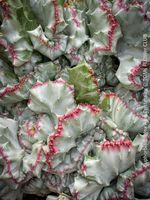 Euphorbia Lactea Alba Cristata - wie eine Kunst-Skulptur