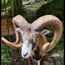 Profile image of ackermann05