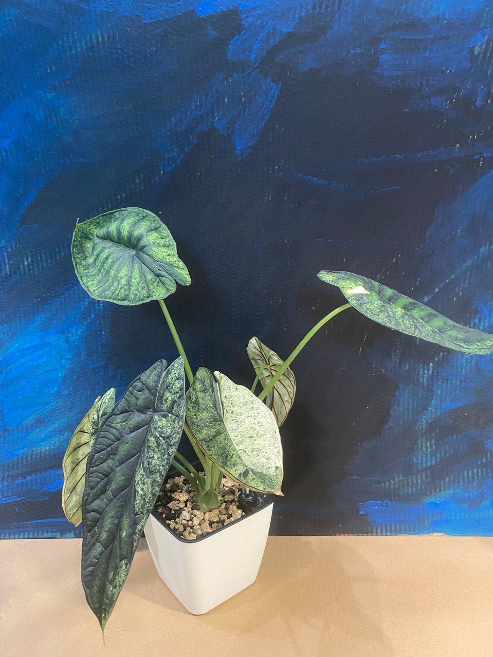 Piante & sementi: Alocasia Dragon Scale Mint Rhizom – Usato da Effretikon venduto da famguriel 1