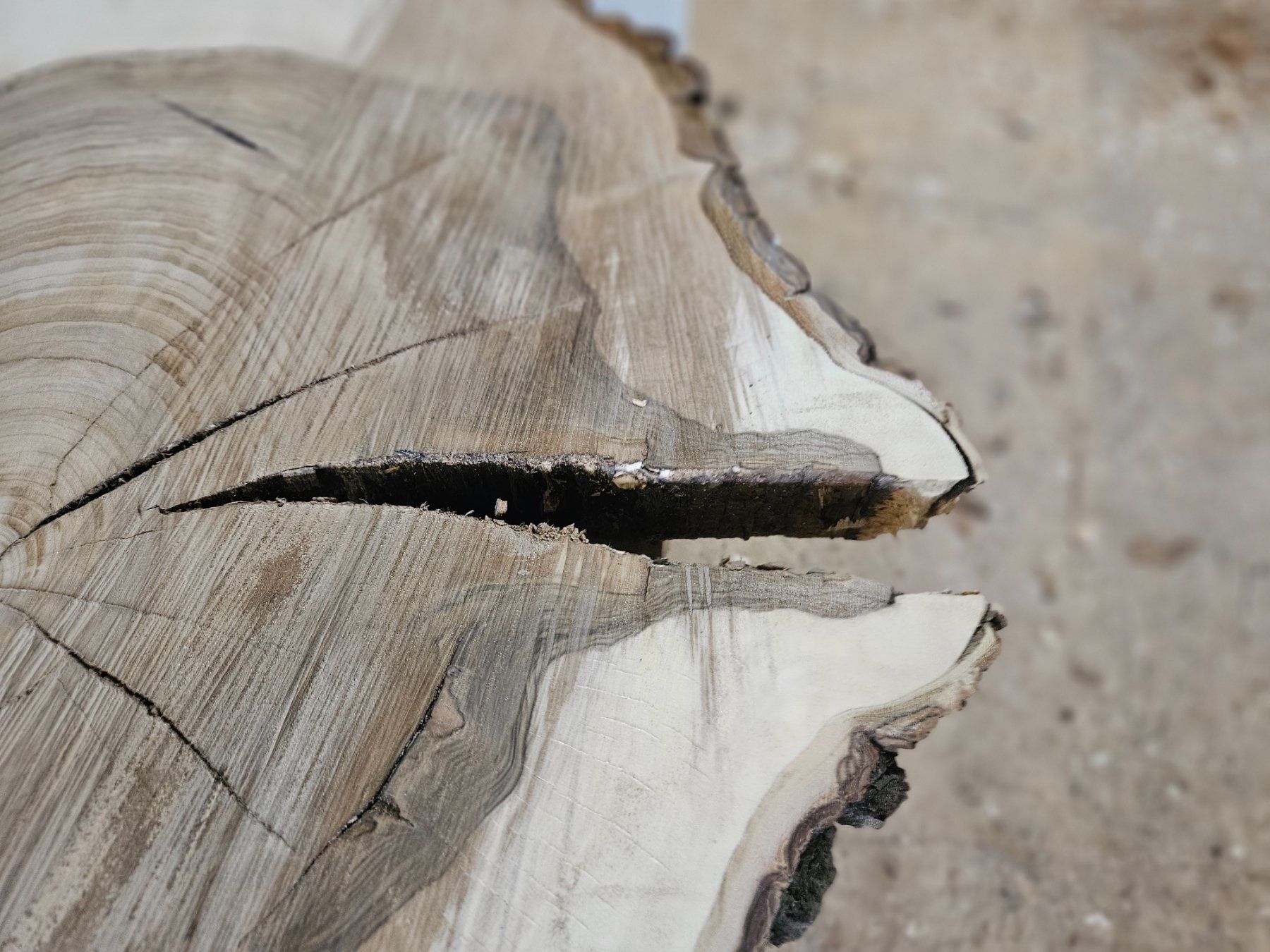 Holzartikel: Nussbaum Holz Baumscheibe – Neu (gemäss Beschreibung) aus Schangnau von egli6.2 4