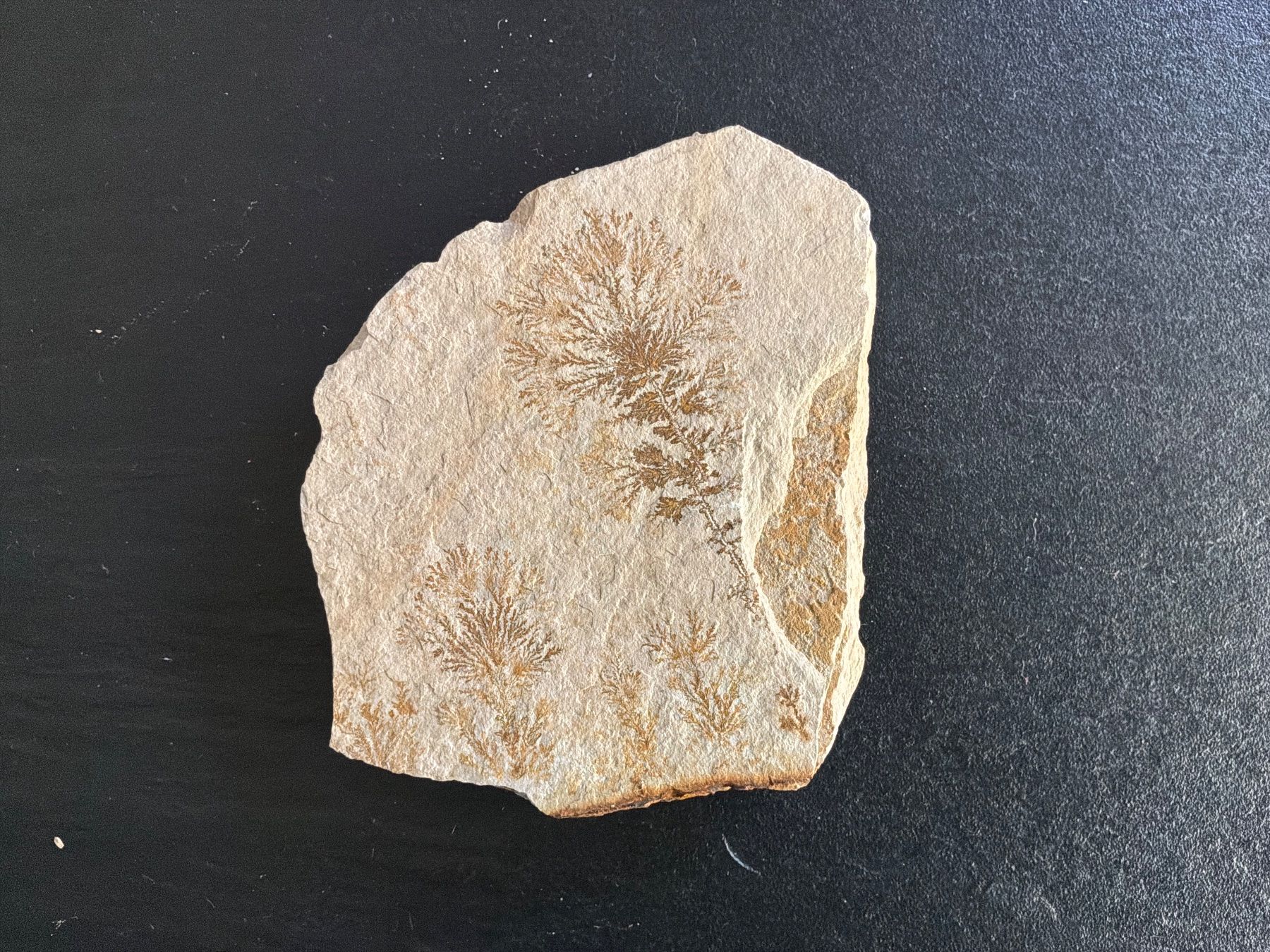 Fossiles: Sandfarbener Fossil-Stein mit Gräsern – D'occasion à Bremgarten AG par Belana0 1