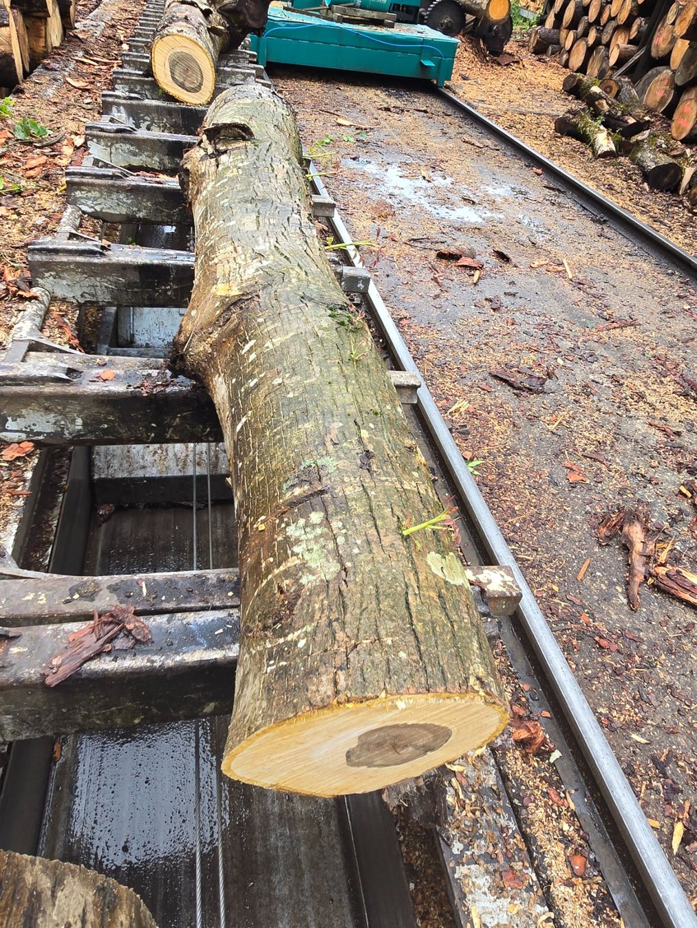 Articoli in legno: Nussbaumstamm Nr.4 – Nuovo (secondo la descrizione) da Ramsei venduto da Waelchris 1