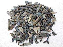 HAIFISCHZAHN versteinerte Fossil Sammlung Bruchstücke