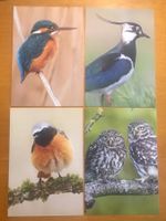 4x Grusskarten Vögel BirdLife Schweiz