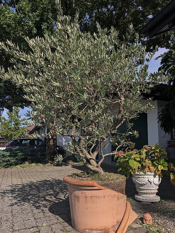 Pflanzen & Samen: Olivenbaum – Gebraucht aus Siebnen von Tschgubidu 1