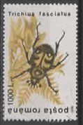 posta romana : Ttichius fasciatus (Käfer>)  (13