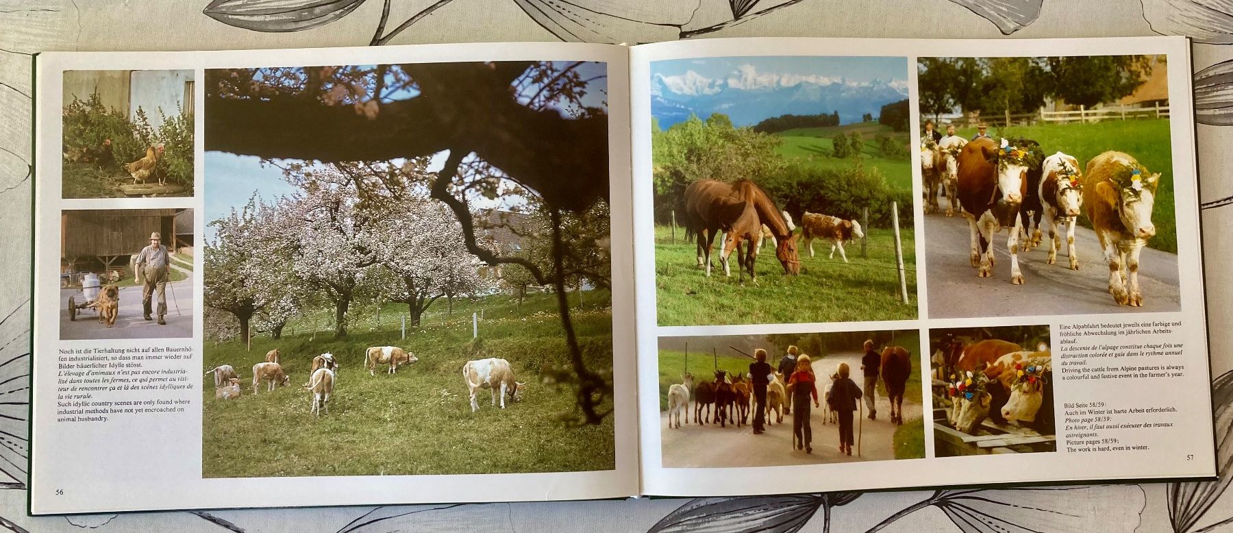 Bücher: Berner Bauerngärten - Bildband - Landwirtschaft - – Gebraucht aus Rüegsauschachen von Andyalfredo 5