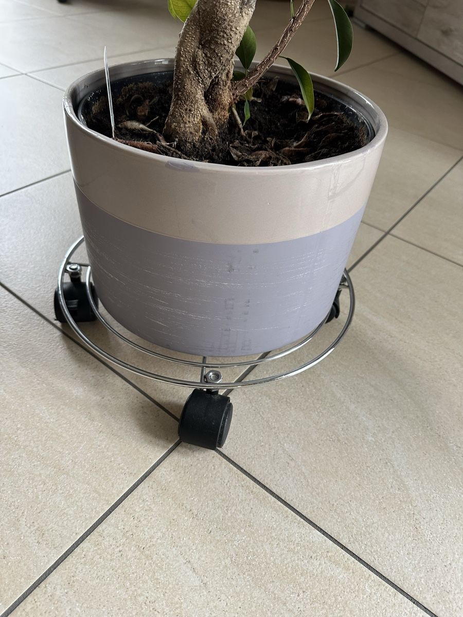 Altro per la casa: Support à plantes à roulettes – Usato da Grolley venduto da Vale82 1