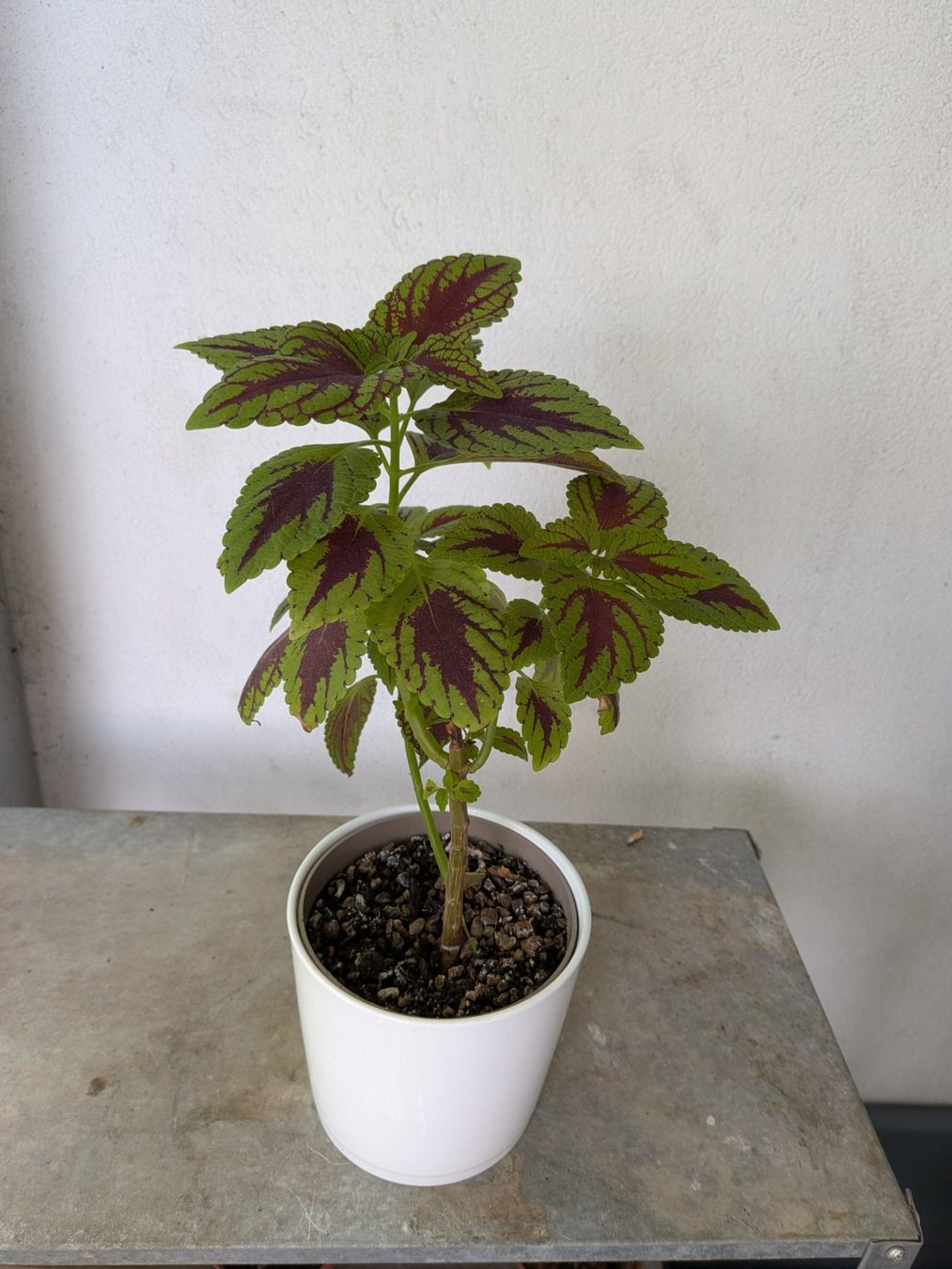Plantes & graines: Buntnessel – D'occasion à Bern par Hydrom