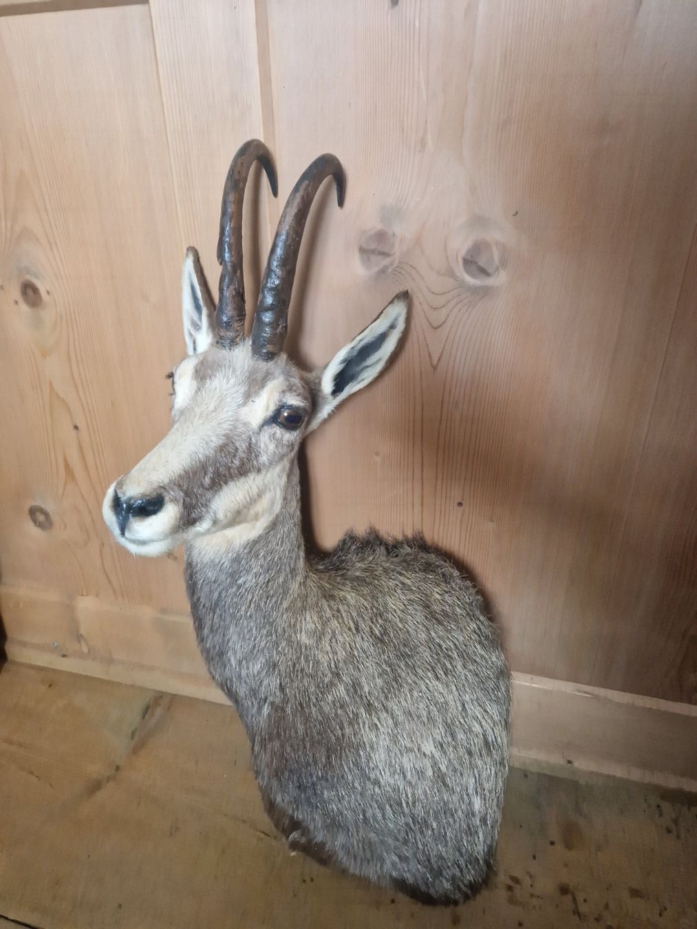 Il mondo degli animali: Gamsbock Schulterpreparat – Usato da Sarn venduto da hirchhorn4you