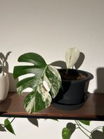 Monstera deliciosa Variegata RARE mit beinahe Fullmoon-Blatt