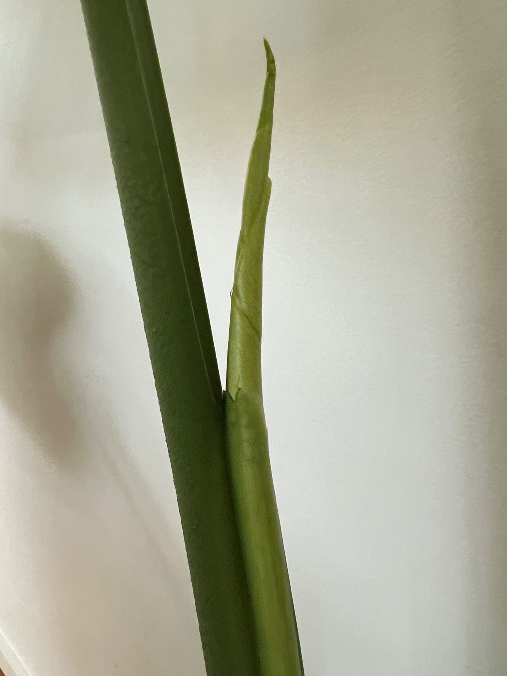 Piante & sementi: Monstera Deliciosa💚(mit Neuaustrieb) – Usato da Glattpark(Opfikon) venduto da ste_n99y 4