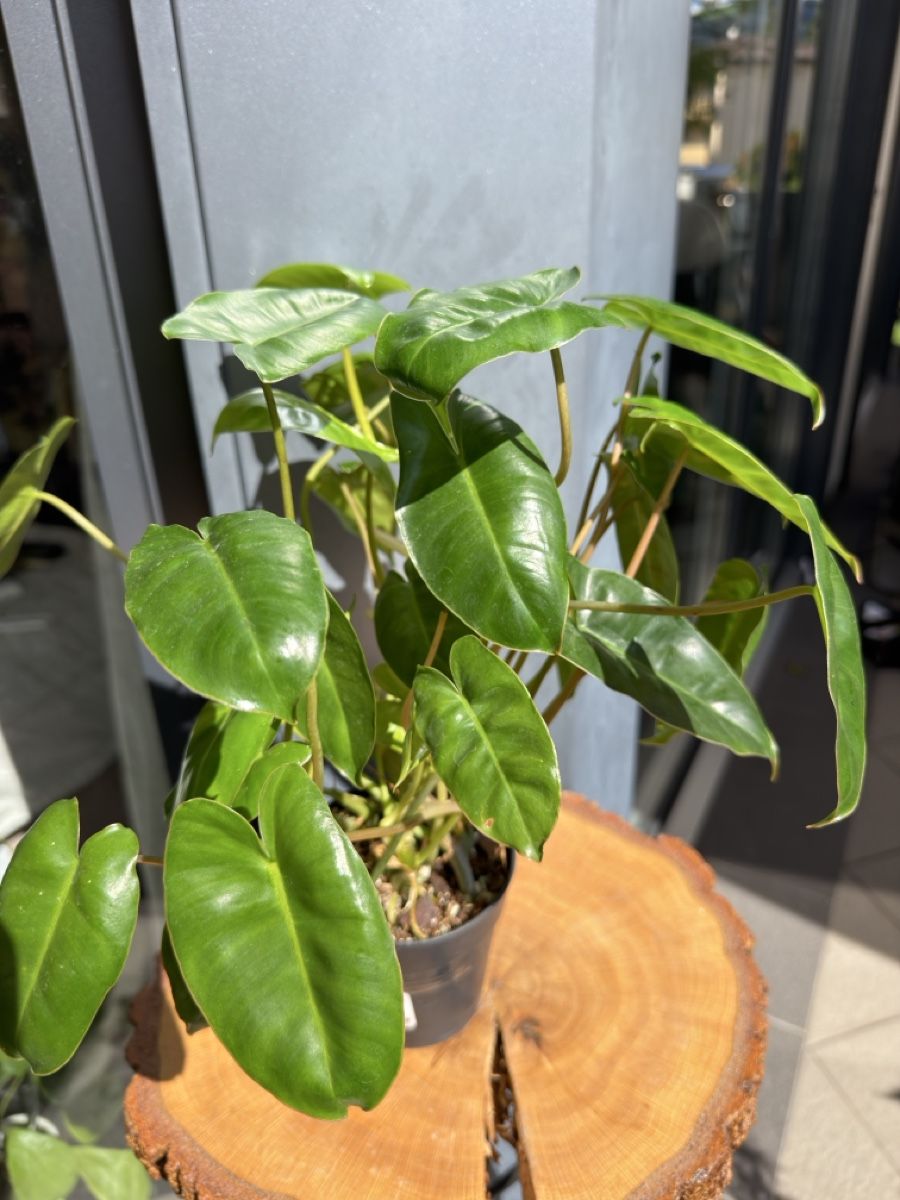 Piante & sementi: Philodendron Burle Marx  – Nuovo (secondo la descrizione) da Buchrain venduto da Stetoscop 1