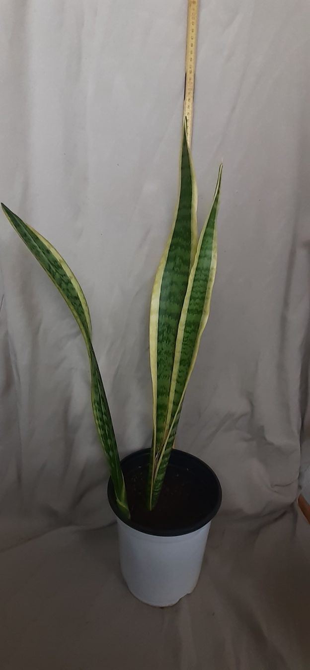Pflanzen & Samen: Bogenhanf Sansevieria Grösse ca. 70cm, Ableger ca.1 Jahr alt – Neu (gemäss Beschreibung) aus Kilchberg ZH von hobbysale01 4