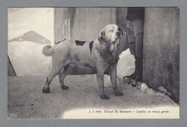 GRAND ST. BERNARD - JUPITER, LE VIEUX GARDE, *