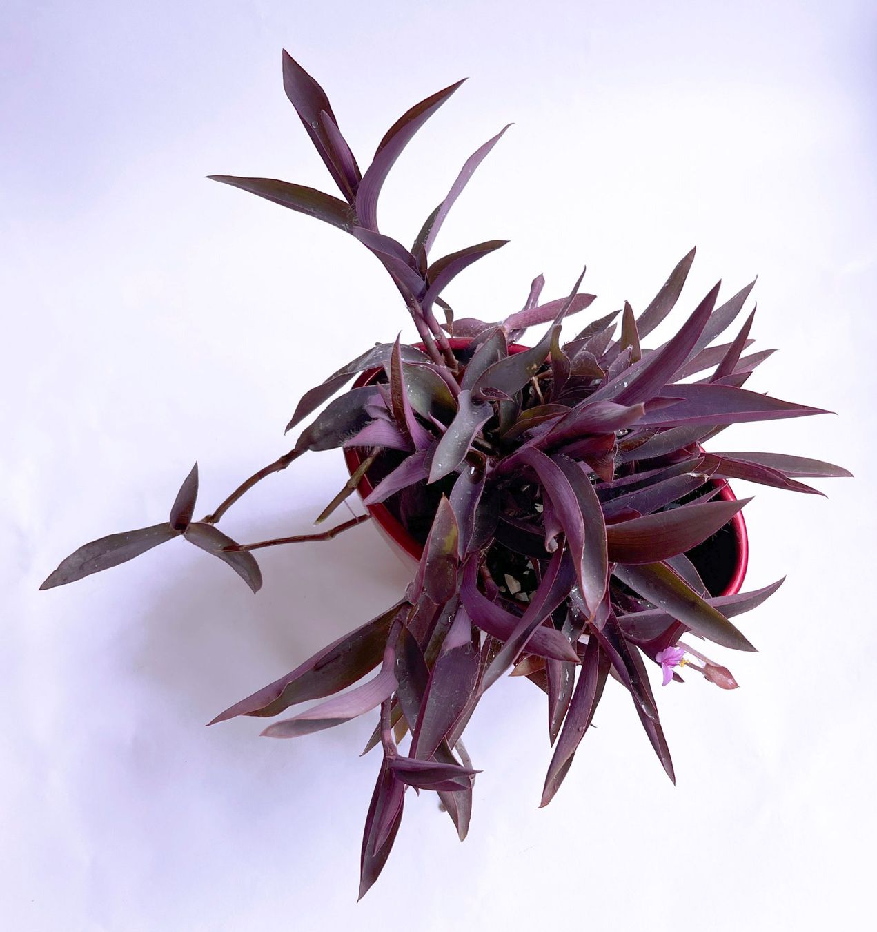Pflanzen & Samen: Tradescantia Pallida*Rotblatt***** – Neu (gemäss Beschreibung) aus Dübendorf von Orchid18 3