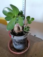 Plante Crassula ovata, Arbre de Jade (plante succulente) pot