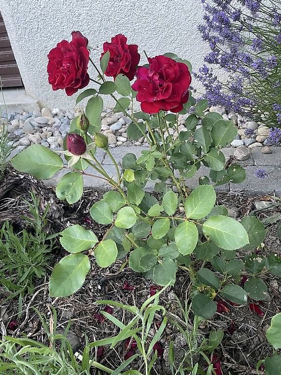 Plantes & graines: Rosen – D'occasion à Aeugst am Albis par mia_7p89 3