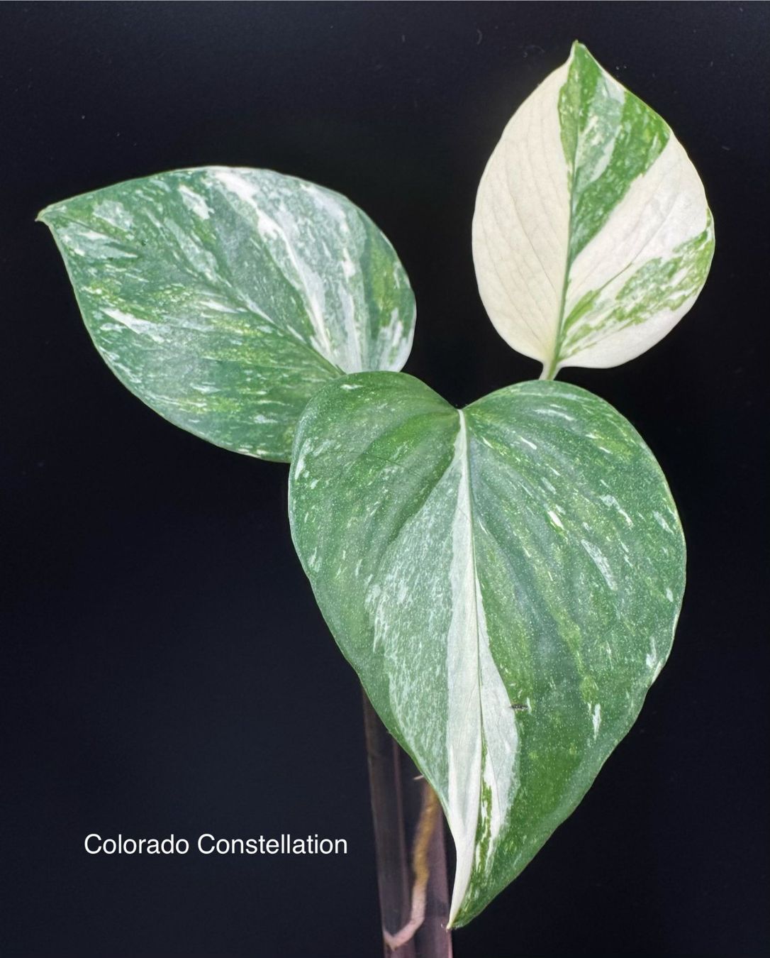 Piante & sementi: Epipremnum aureum 'Colorado Constellation' – Nuovo (secondo la descrizione) da Bühler venduto da googelibear
