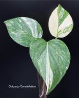 Epipremnum aureum 'Colorado Constellation'