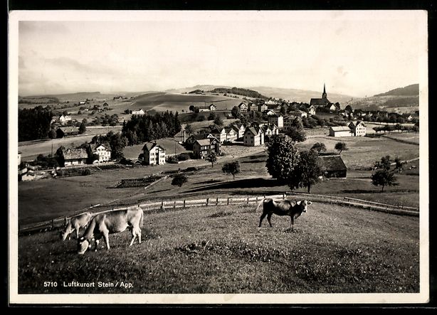 Cartoline postali: AK Stein /App., Rinder auf der Weide – Usato da Berlin venduto da bartko-reher