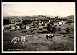 AK Stein /App., Rinder auf der Weide