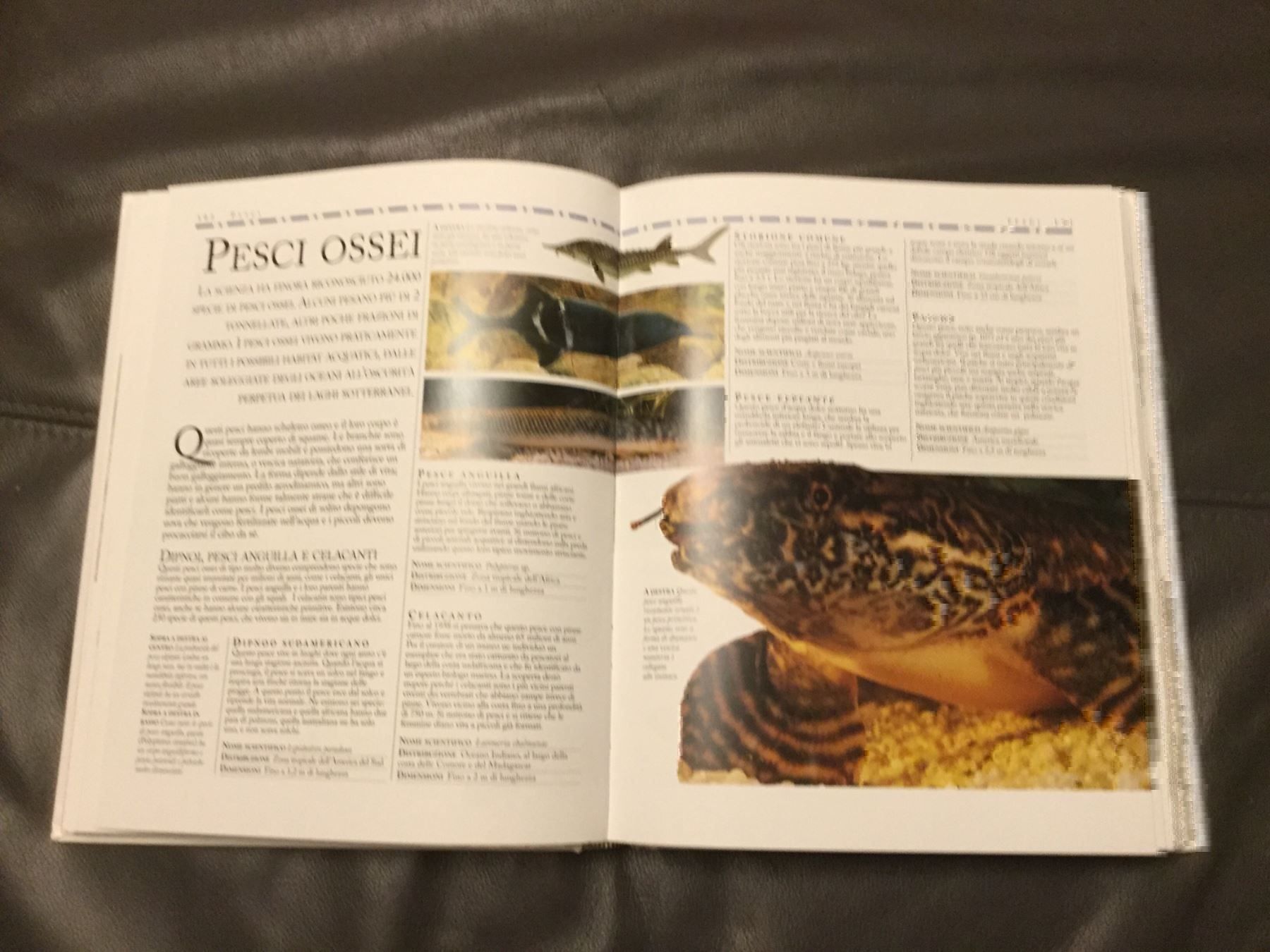 Libri: Enciclopedia degli animali – Usato da Horw venduto da Benny017 2