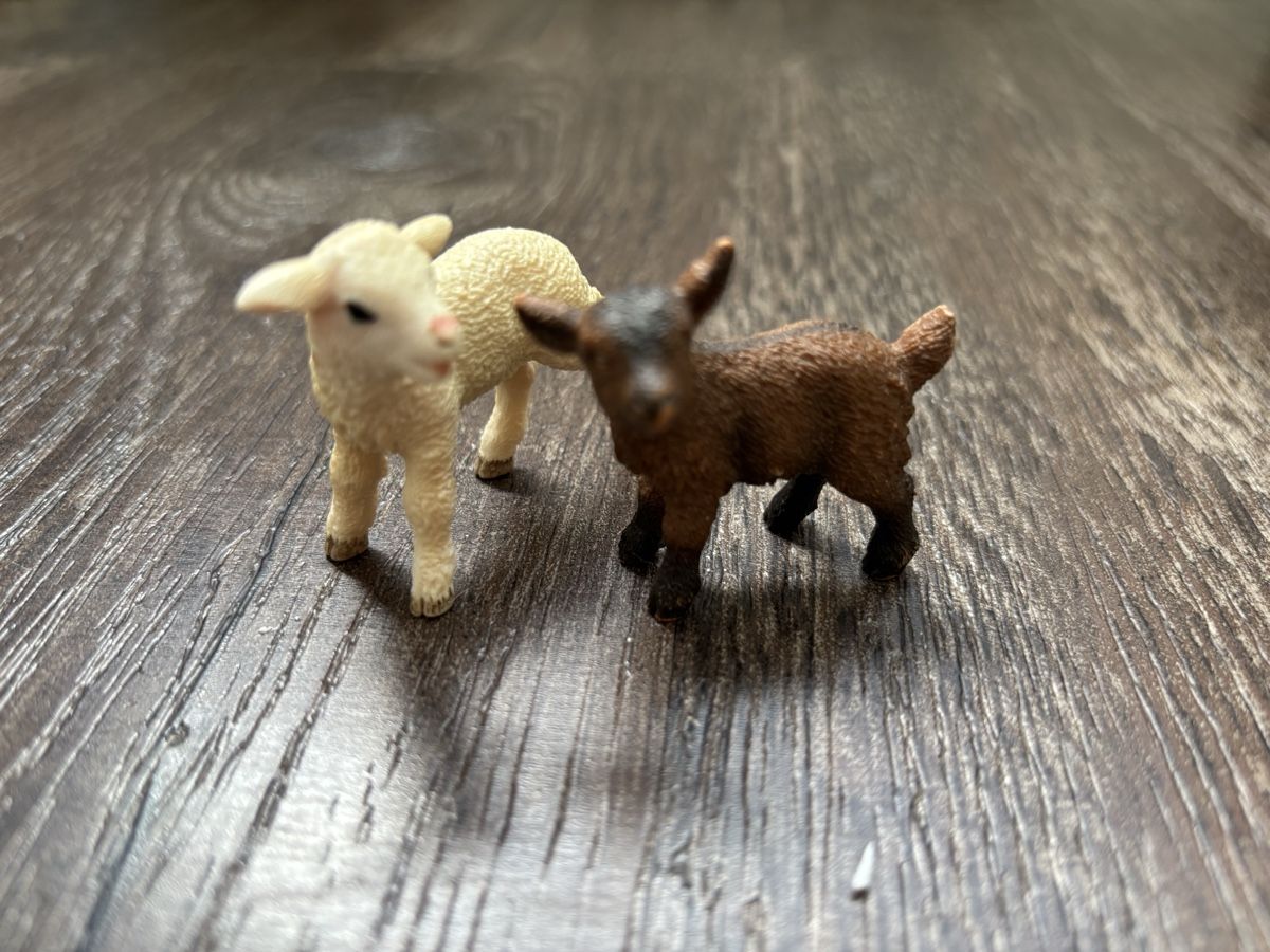 Schleich Giocattoli: Schafe Schleich 2 Stk – Usato da Neuendorf venduto da flury4623