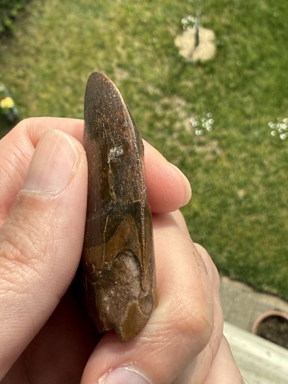 Fossili: Raubsaurierzahn Carcharodontosaurus saharicus – Usato da schüpfen venduto da rica122 3