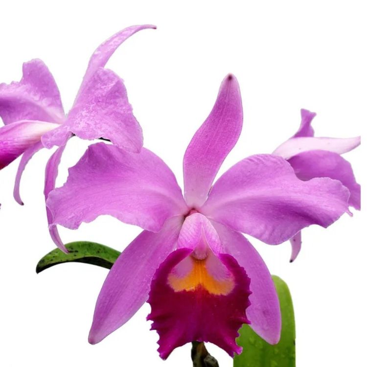 Orchidee Cattleya Kaufen
