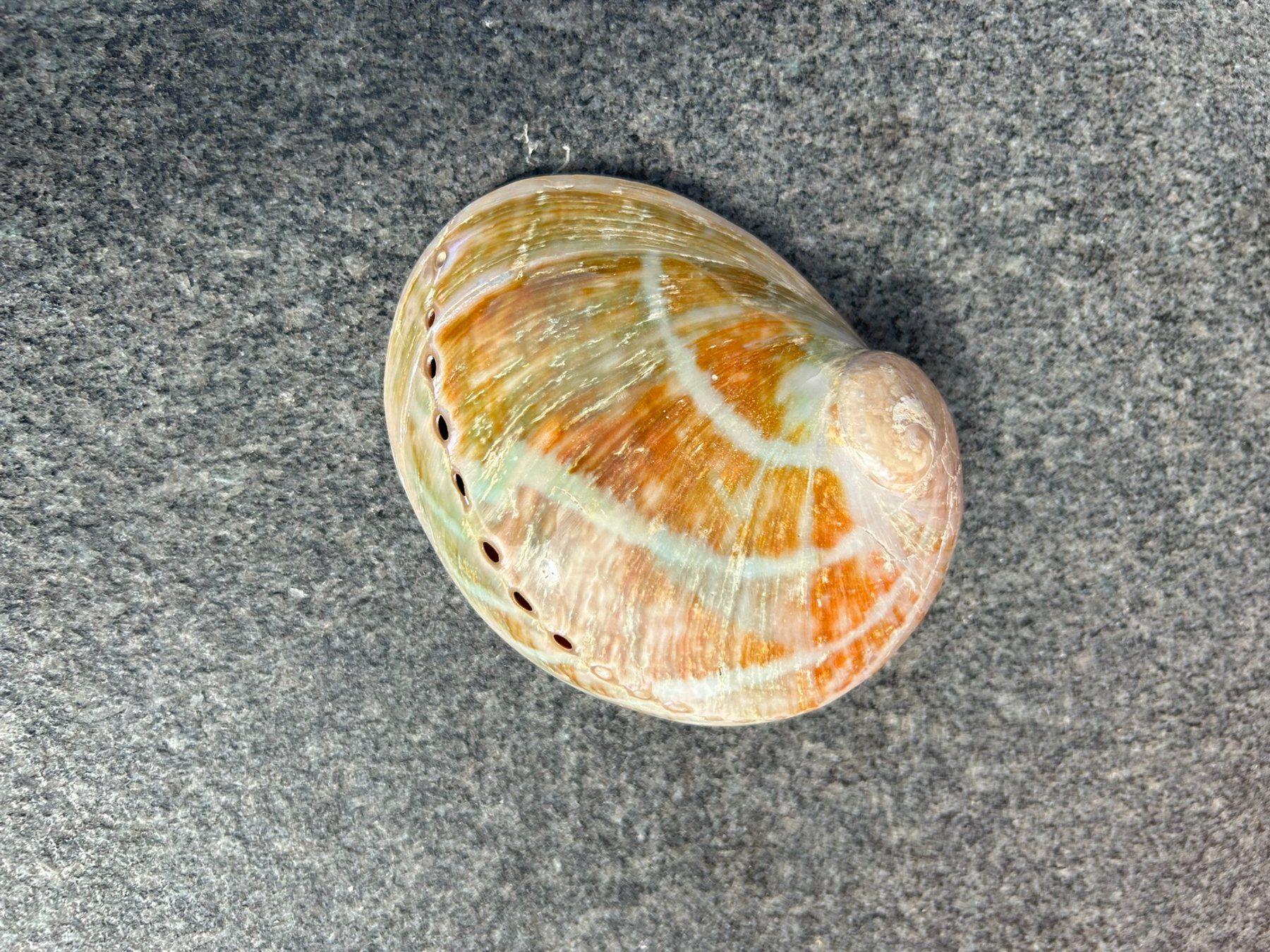 Alle Dekorationen: Abalone Muschel 140mm – Neu (gemäss Beschreibung) aus Giswil von Pearllure 1
