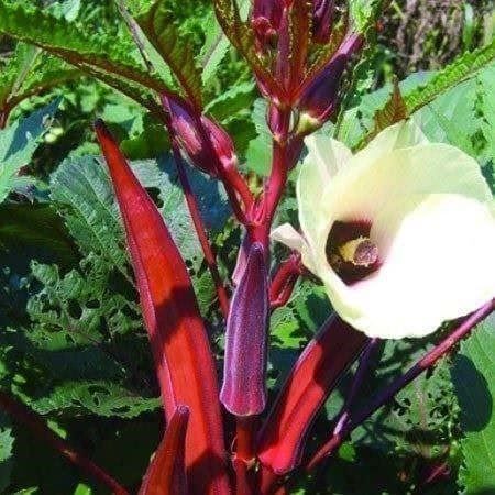 Piante & sementi: OKRA GOMBO JING ORANGE RARE  10g – Nuovo (secondo la descrizione) da Bremblens venduto da FIBONACCI369 1