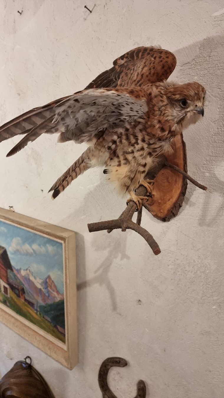 Il mondo degli animali: Turmfalke – Usato da Sils im Domleschg venduto da platin01 3