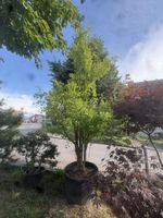 Ginkgo Biloba „Autumn Gold“
