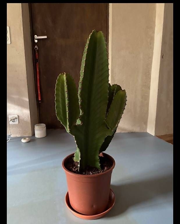 Piante & sementi: Cactus da interni Euphirbia cm 55 – Usato da Muzzano venduto da mhf_zrj6