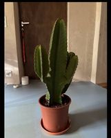 Cactus da interni Euphirbia cm 55