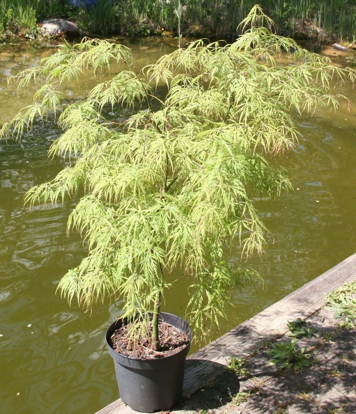 Plantes & graines: Japanischer Fächerahorn "Dissectum" – Neuf (Voir description) à Gretzenbach par Sikim 1