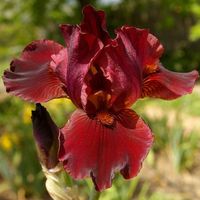 Iris Germanica Warrior King