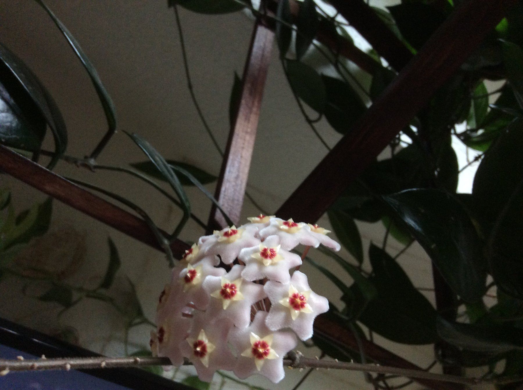 Plantes & graines: Plante Hoya Carnosa +58 cm – Neuf (Voir description) à Le Mont-Pèlerin par dundun1 7