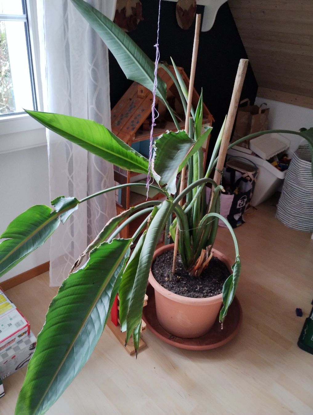Piante & sementi: Strelitzia regina – Usato da Bättwil venduto da Voegi94 1