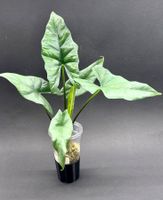 🌿 Alocasia ‘Simpo’ Albo Variegata #3