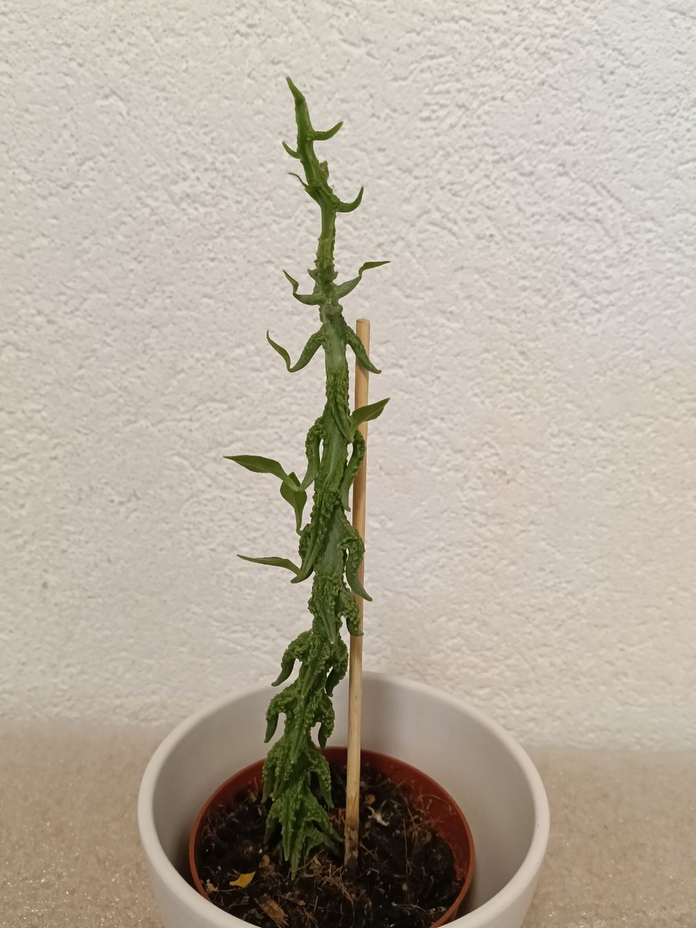 Piante & sementi: Ceropegia Simoneae – Nuovo (secondo la descrizione) da schöftland venduto da UniquePlants