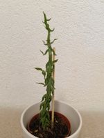 Ceropegia Simoneae