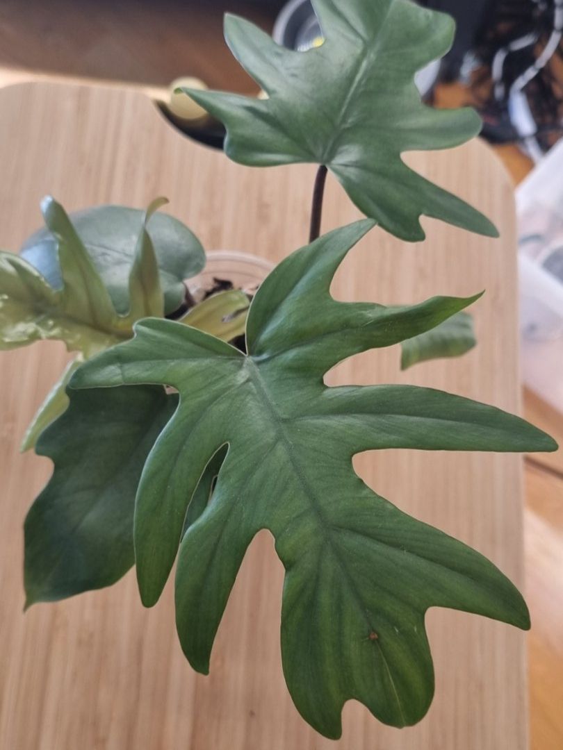 Plantes & graines: 🌿Philodendron Elegans - Größe S – Neuf avec emballage d'origine à Wallenwil par LadyLeaf_Ellis1 1