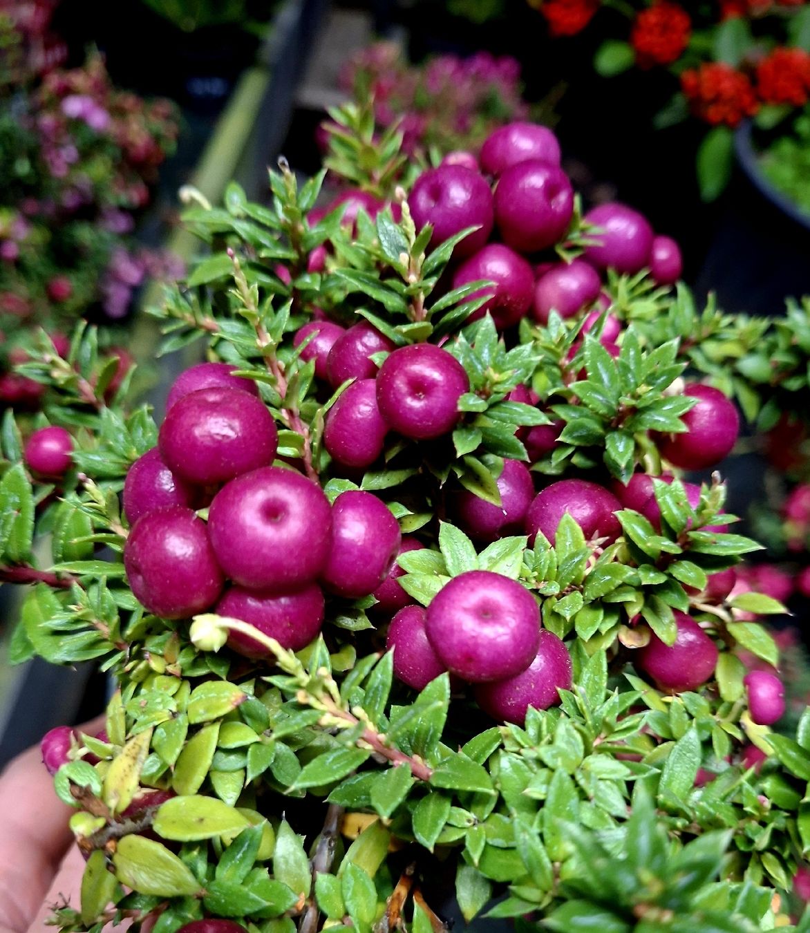 Piante & sementi: Dekorativer Mini-Strauch 20 cm: "PERNETTYA DEL CILE" – Nuovo e nell'imballaggio originale da Rovio venduto da POSITIFFARTandPLANTS