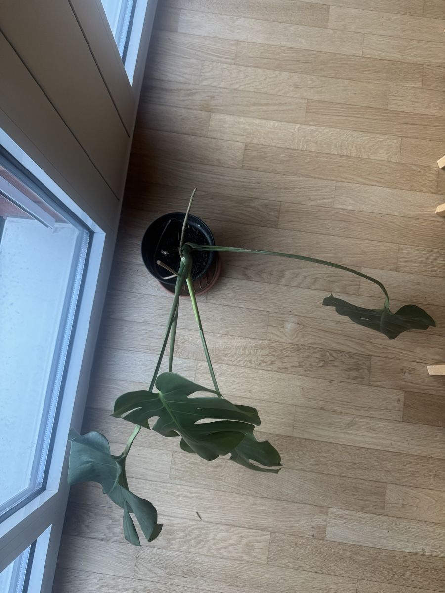 Pflanzen & Samen: Monstera Deliciosa Zimmerpflanze – Gebraucht aus Zug von arlettek_ 3
