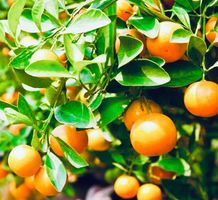 Ab 5.- fr 3  Samen Süße MANDARINE (zur Keimung zu Hause)